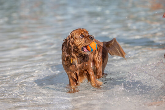 Wet Cavalier King Charles Spaniel standing in shallow water