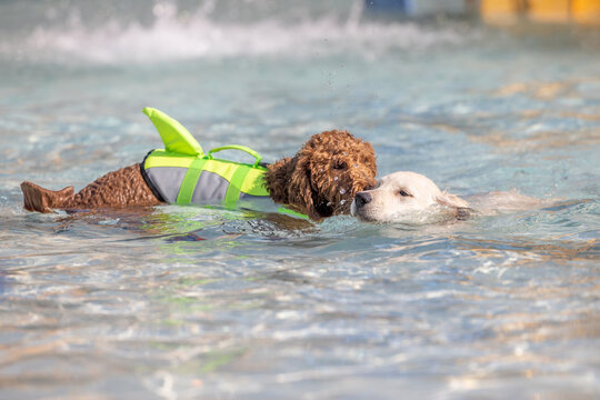 Two dogs swimming together, one wearing a green life vest