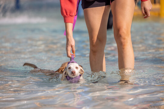 Small dog swims while owner holding onto harness in shallow water