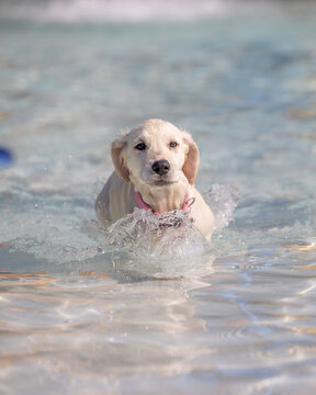 Light-furred retriever puppy swims forward in clear shallow blue water