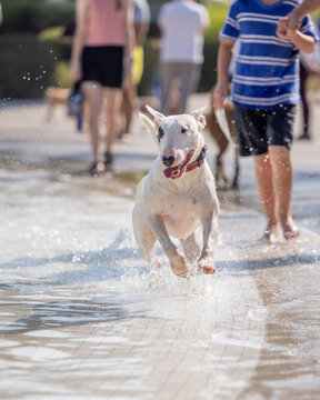 Wet white bull terrier runs energetically through splash park crowd