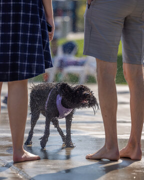 Wet black dog shaking off water between two standing people