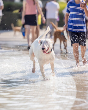 White bull terrier runs playfully through water among people and dogs