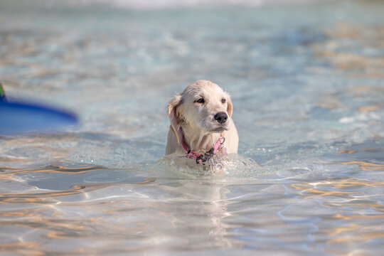 Light-colored puppy swimming alone in clear shallow water