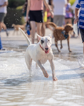 Excited white bull terrier runs through water at busy splash park