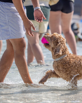 Curly doodle with pink ball approaches people in shallow splash pool