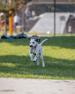 Dalmatian joyfully runs on grass near a fenced-in park area
