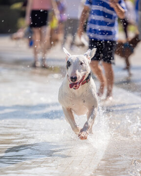 White bull terrier runs joyfully through splash pad