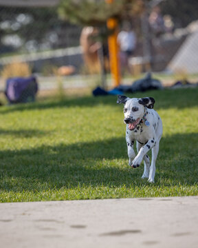Dalmatian runs across sunny grass near park fence and people