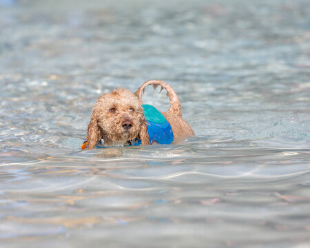 Wet curly dog in blue vest swims through clear shallow water