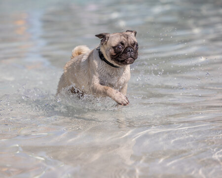 Wet pug mid-run through clear water at a splash park