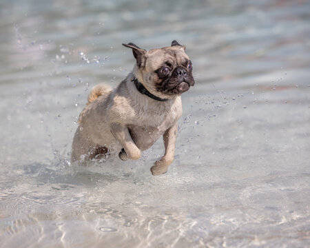 Energetic pug leaping through shallow splash park water