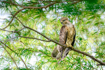 Juvenile Red Shouldered Hawk Bird