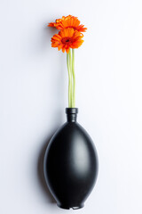 Orange chrysanthemums in a black vase on a white background