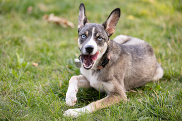 Blue-eyed dog lying on grass with mouth open playfully