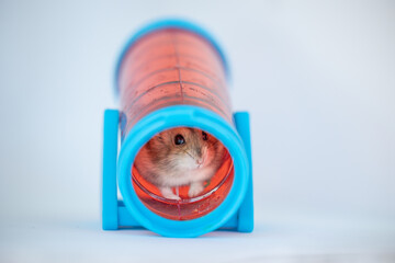 Hamster sitting inside a colorful plastic tunnel on white background