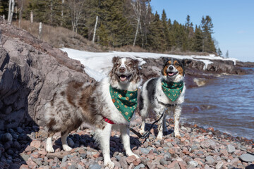Two dogs on rocky Lake Superior shore wearing green bandanas