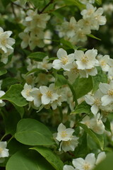 Beautiful white jasmine flowers bloom abundantly on green foliage