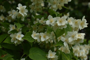 Beautiful white jasmine flowers blooming in a lush garden