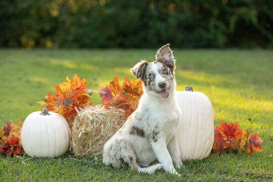 Spotted puppy sitting by white pumpkins and fall leaves