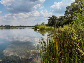 Quiet Summer Wetland Shoreline with Reflections and Reeds