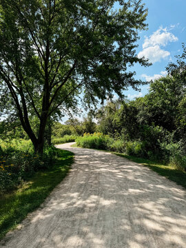 Curving Trail Through a Sunny Forest Preserve in Summer