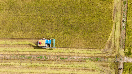 Worker spreading rice on combine harvester