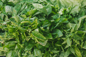 Fresh basil leaves gathered in a market setting