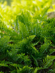 Close-Up Of Common Polypody Fern In Sunlight