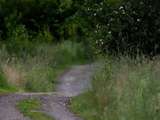 Gravel road and roses in nature