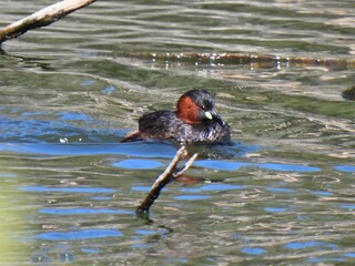 Little Grebe Bathing in Lake
