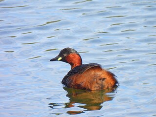 Lone Little Grebe with Breeding Plumage