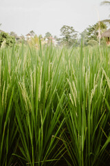 Close-up of growing green plants outdoor in a rice field