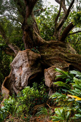 Nature’s Artistry: The Curves of a Hawaiian Bonsai Near Pali Lookout