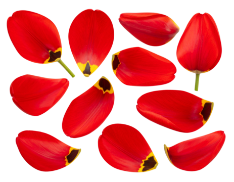 Realistic red tulips with petals set on transparent background - Powered by Adobe