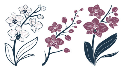 Orchid flower vector art design, botanical illustration of tropical orchids floral design for print and web use