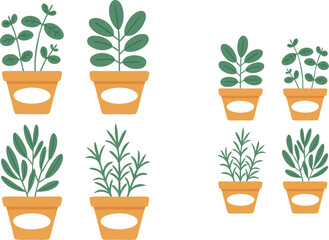 Various Indoor Herb Plants in Orange Pots of Different Sizes, Isolated on White Background