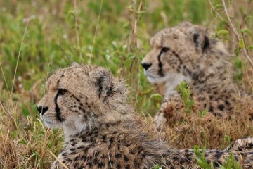cheetahs in the grass in Serengeti