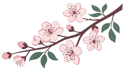 Beautiful sakura cherry blossom branch vector illustration spring floral design for background and decoration