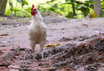 Domestic white chicken standing on the muddy soil of a Bangladeshi village. The hen looks ahead, a common scene of poultry roaming freely outdoors.