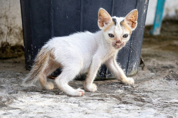 Very cute white kitten walks on a house rooftop concrete, looking with a curious, fox-like gaze. This adorable domestic pet cat explores its surroundings.