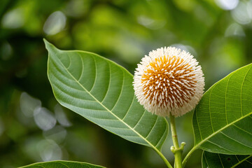 Beautiful Neolamarckia cadamba, a blooming Burflower tree, captured in close-up with lush green bokeh. Popularly known as Kadom, Kadam, Laran, and Leichhardt Pine.