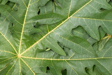 Close-up texture of fresh papaya tree leaves. Carica papaya green foliage background.