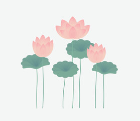 Pink Lotus Flowers and Green Leaves 