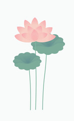 Pink Lotus Flowers and Green Leaves 