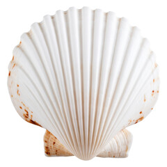 A pristine white scallop shell with subtle brown markings, perfect for beach decor.