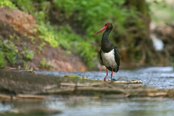 Bocian czarny, hajstra (Ciconia nigra)