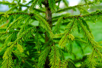 Close-Up of Fresh Green Norway Spruce Branches with Soft Spring Growth and Water Droplets in Natural Outdoor Forest Setting