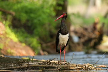 Bocian czarny, hajstra (Ciconia nigra)