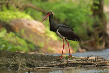 Bocian czarny, hajstra (Ciconia nigra)